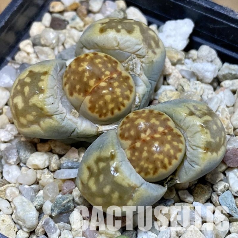SH29209 Lithops julii ssp. fulleri v. brunnea C 179