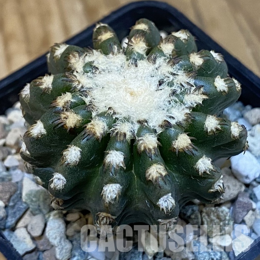 SH29244 Discocactus horstii