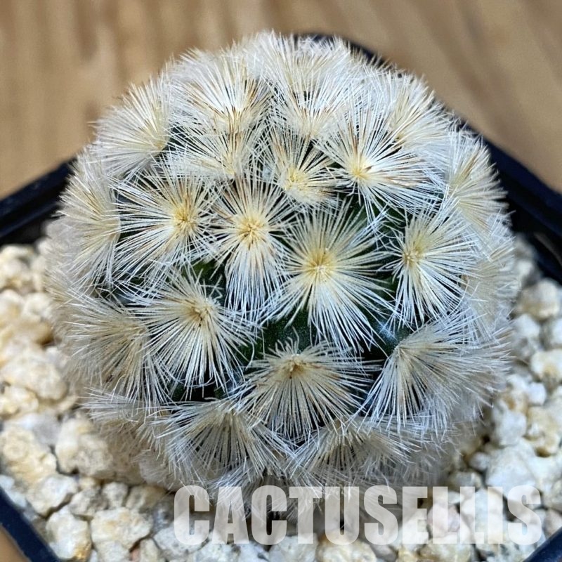 SH29245 Mammillaria carmenae hybrid