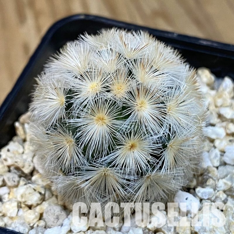 SH29246 Mammillaria carmenae hybrid