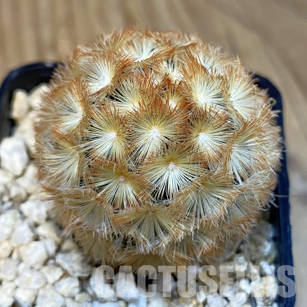 SH29247 Mammillaria carmenae hybrid