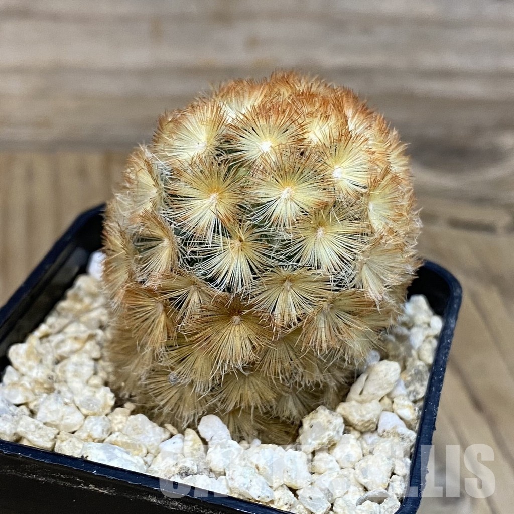 SH29247 Mammillaria carmenae hybrid - Image 2