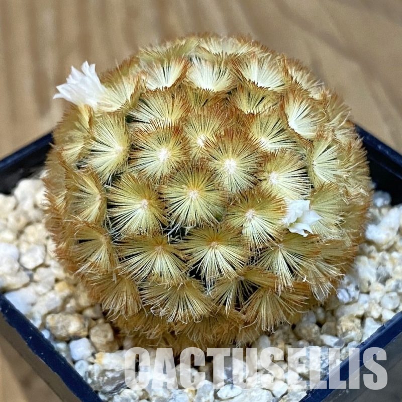 SH29249 Mammillaria carmenae hybrid