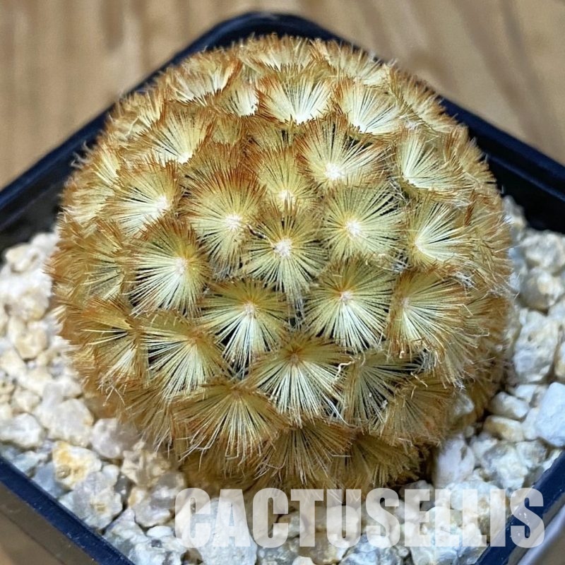 SH29250 Mammillaria carmenae hybrid