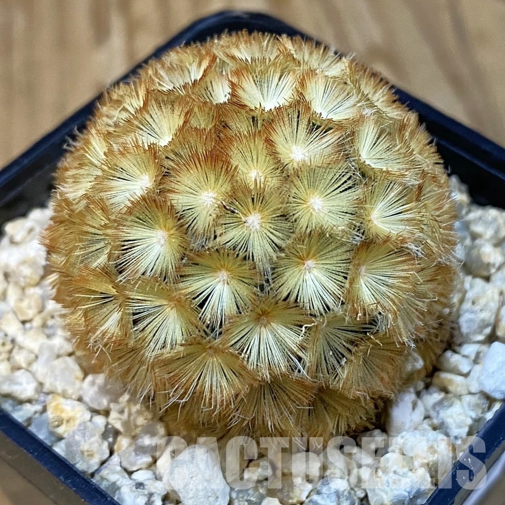 SH29250 Mammillaria carmenae hybrid