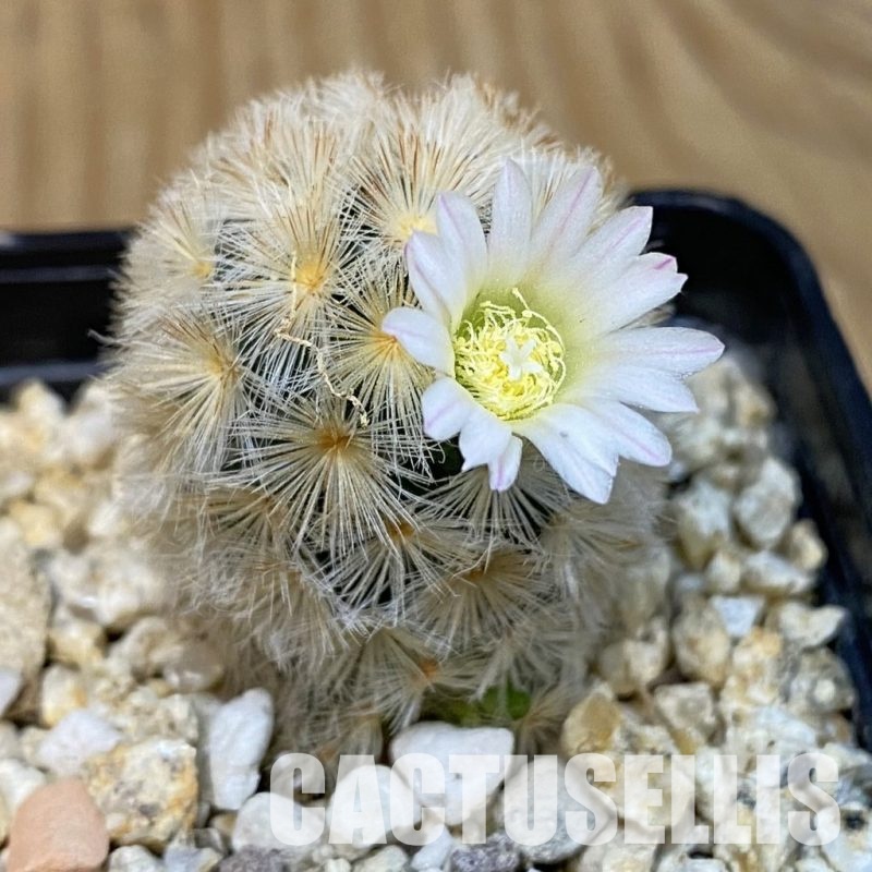 SH29251 Mammillaria carmenae hybrid