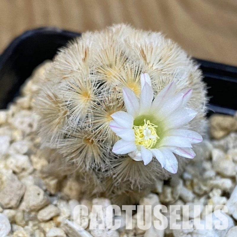 SH29252 Mammillaria carmenae hybrid