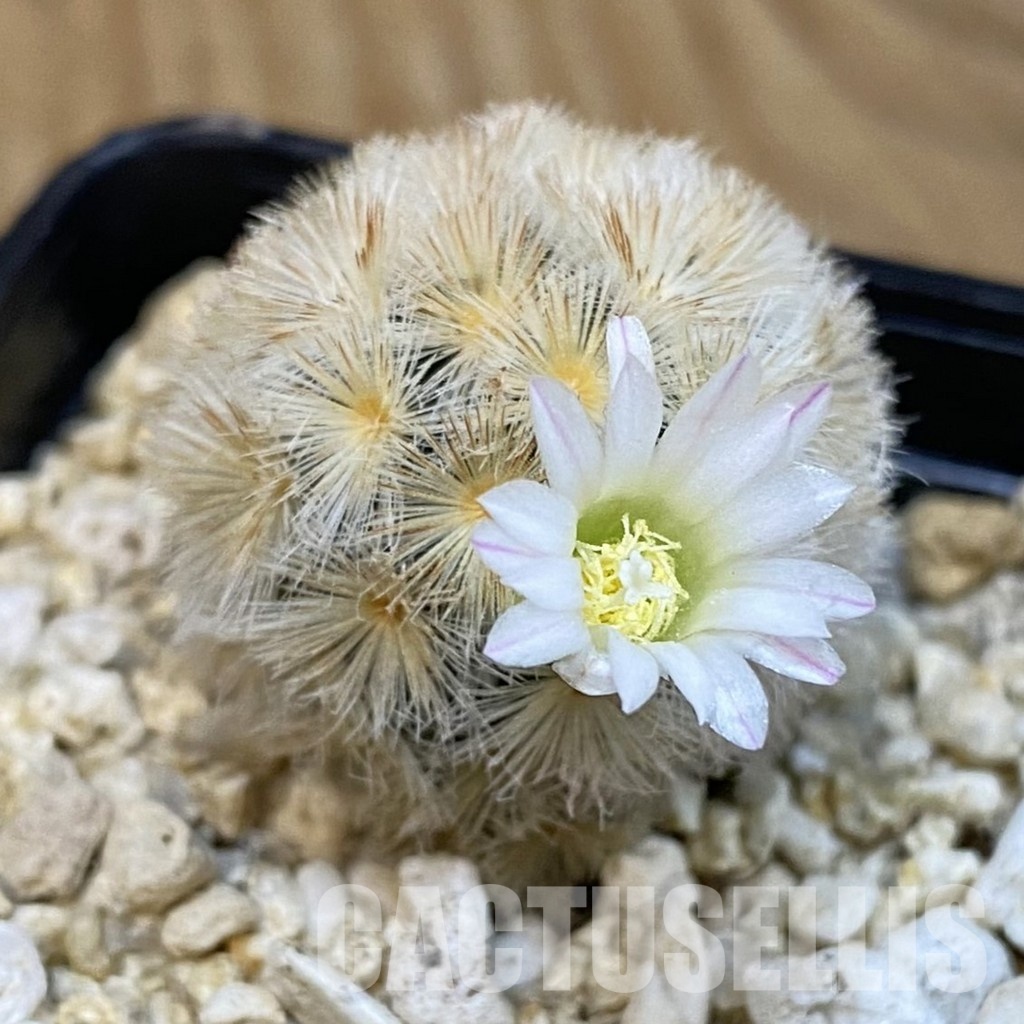 SH29252 Mammillaria carmenae hybrid