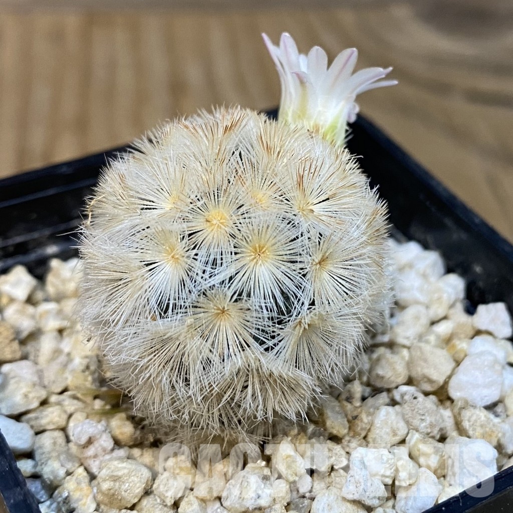SH29252 Mammillaria carmenae hybrid - Image 2