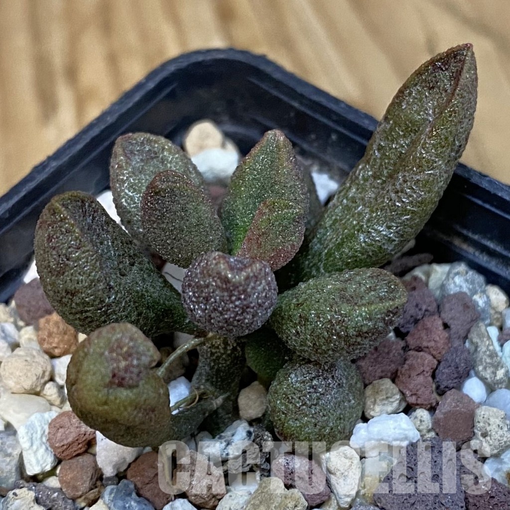 SH29253 Adromischus marianiae