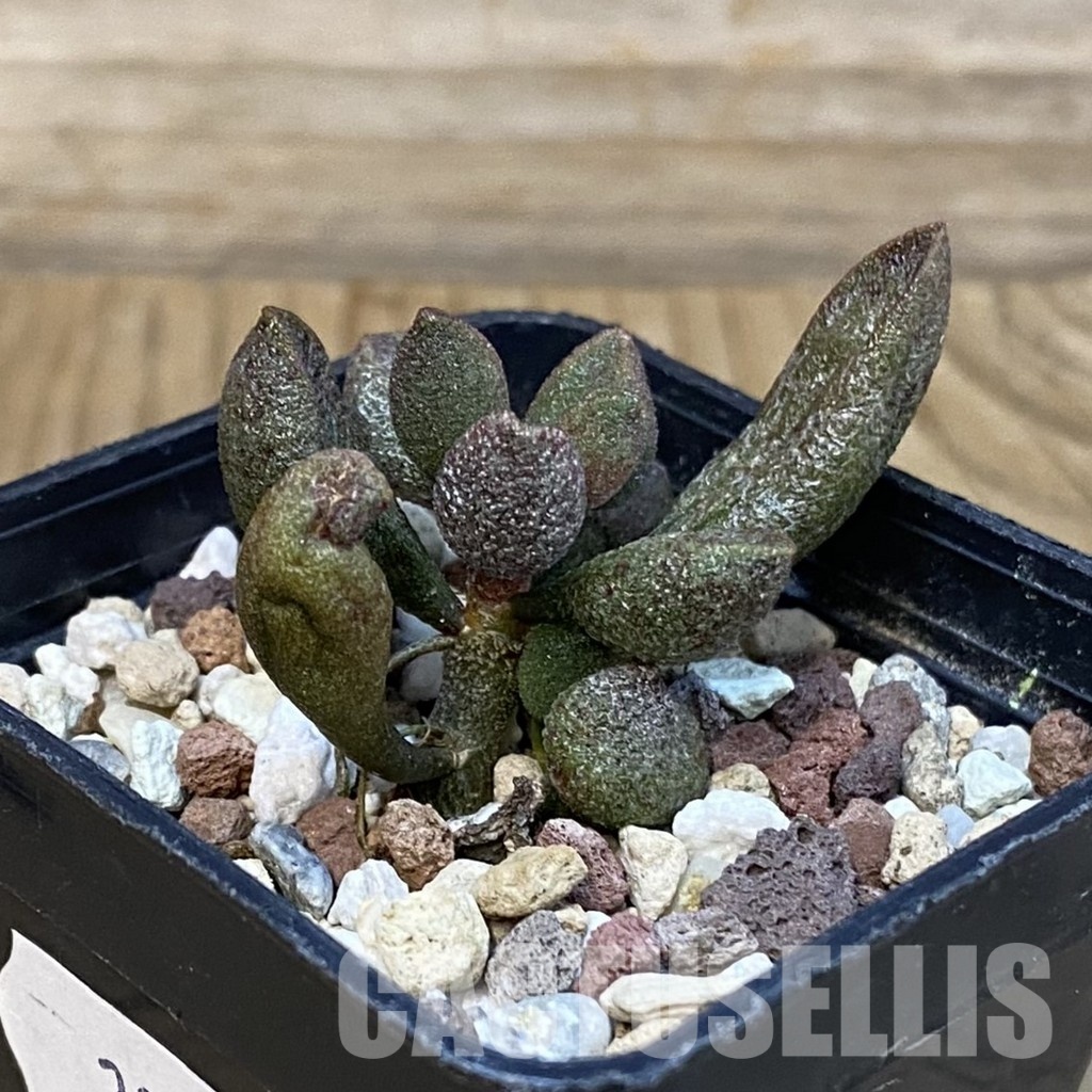 SH29253 Adromischus marianiae - Image 3