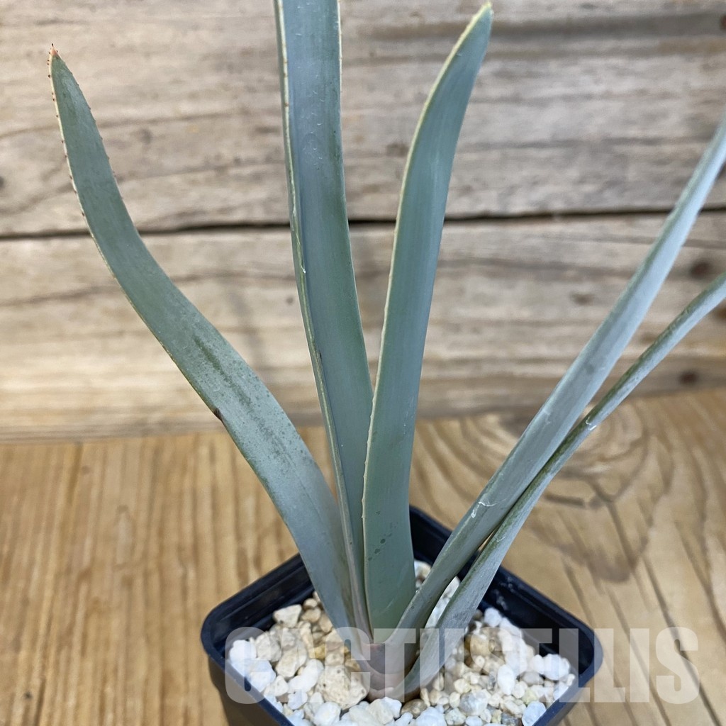 SH29255 Aloe plicatilis