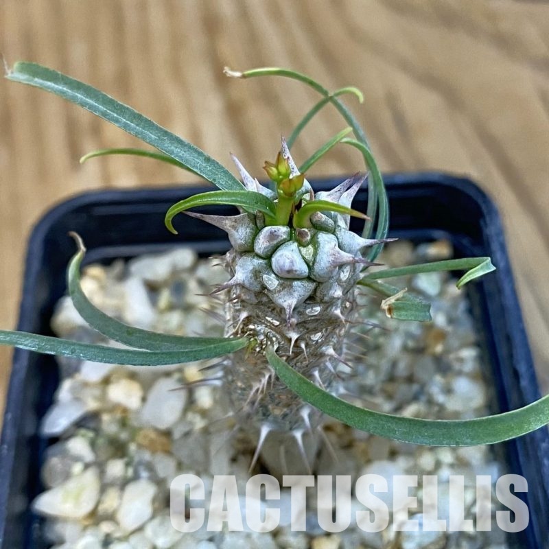 SH29256 Euphorbia gottlebei