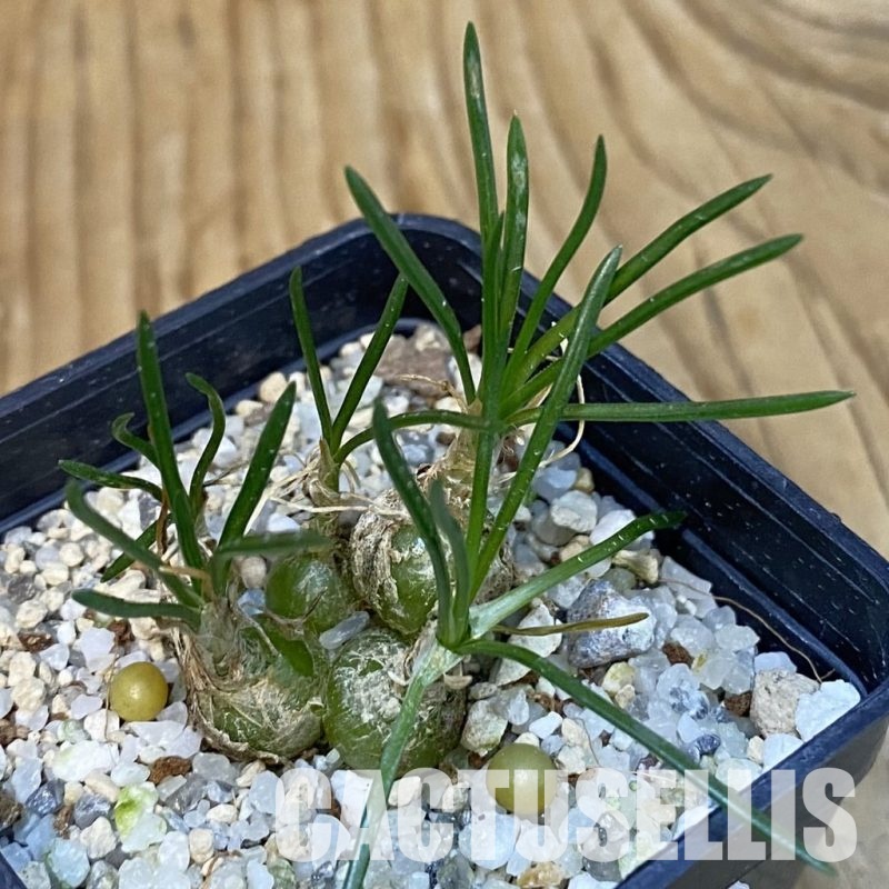 SH29257 Ornithogalum lithopsoides