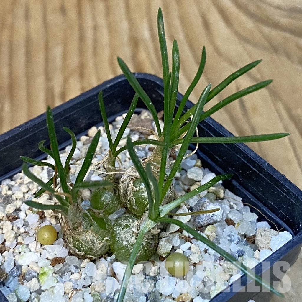 SH29257 Ornithogalum lithopsoides