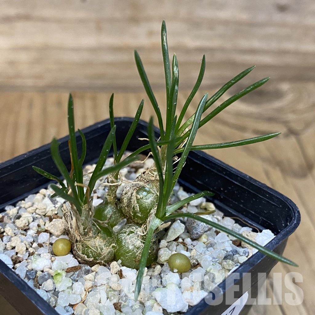SH29257 Ornithogalum lithopsoides - Image 2