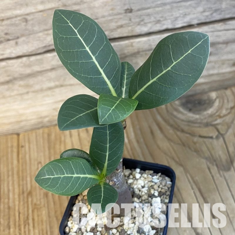 SH29258 Adenium arabicum ‘Black Body’