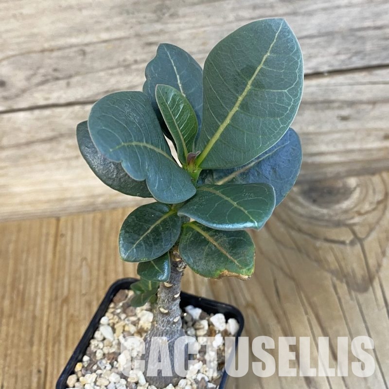 SH29259 Adenium arabicum ‘Black Body’