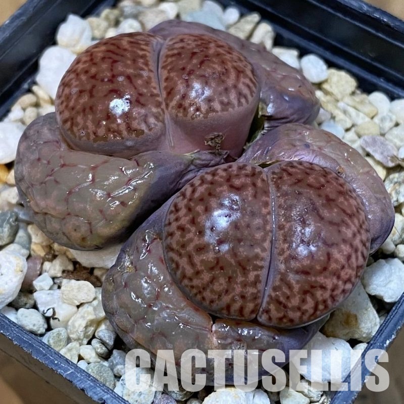 SH29211 Lithops bromfieldii ‘Embers’ C393A