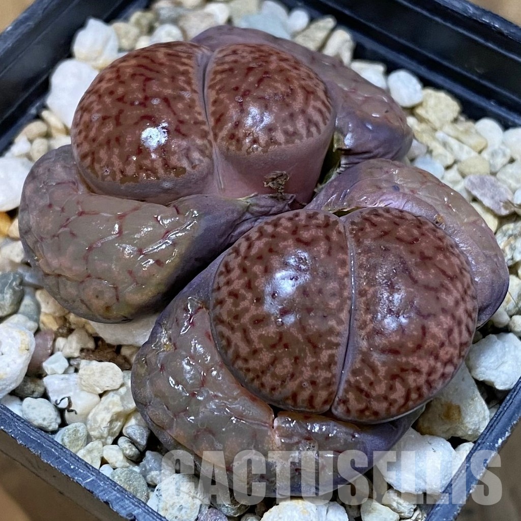 SH29211 Lithops bromfieldii ‘Embers’ C393A