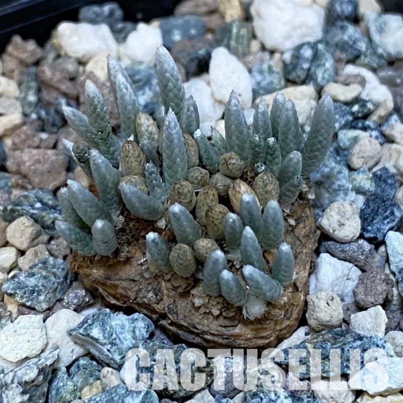 SH29260 Avonia alstonii