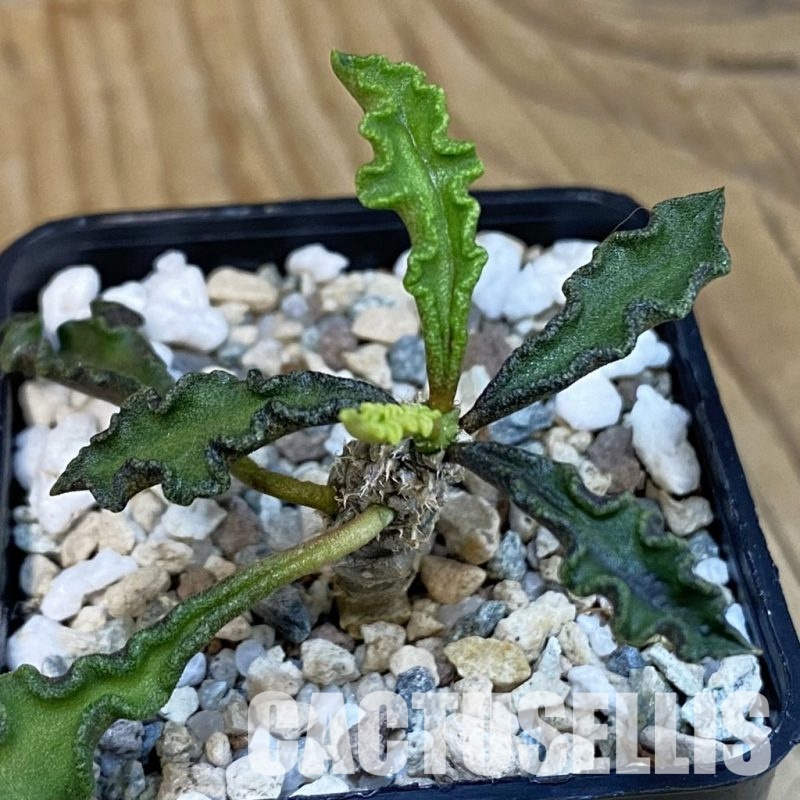 SH29263 Euphorbia decaryi v. spirosticha