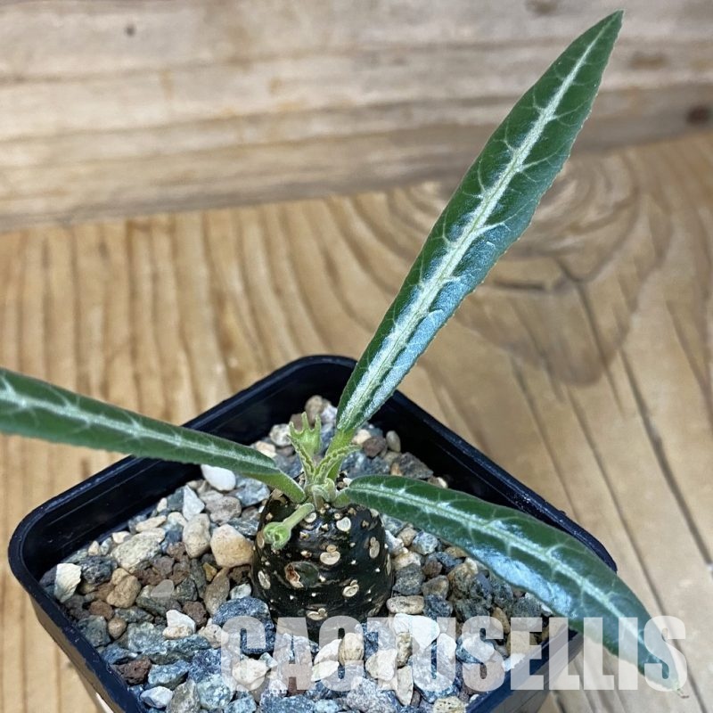 SH29264 Dorstenia lancifolia