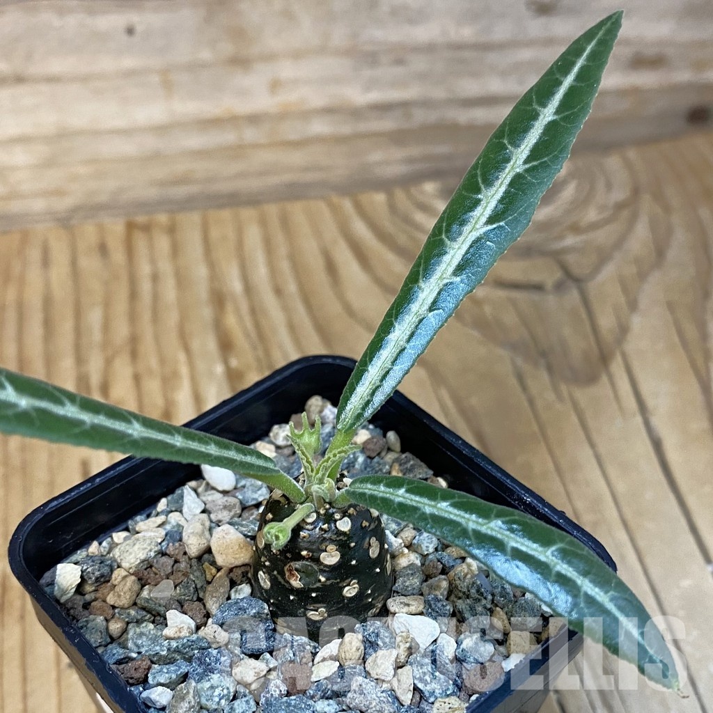 SH29264 Dorstenia lancifolia