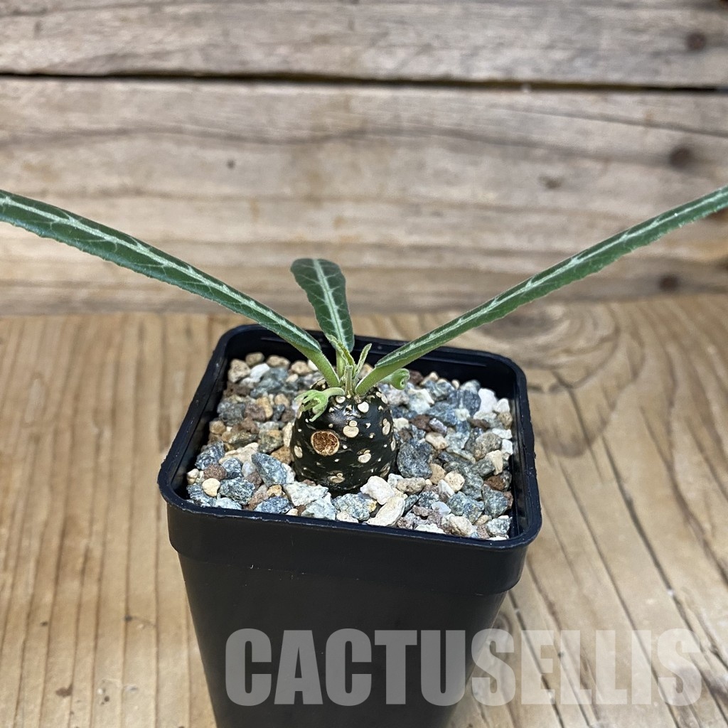 SH29264 Dorstenia lancifolia - Image 2