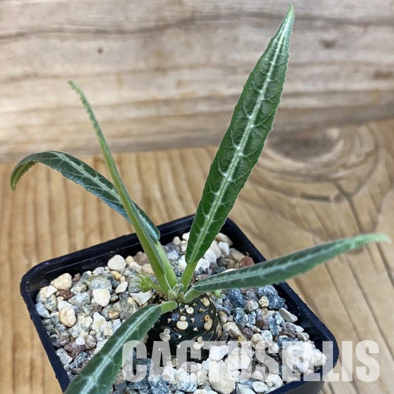 SH29265 Dorstenia lancifolia