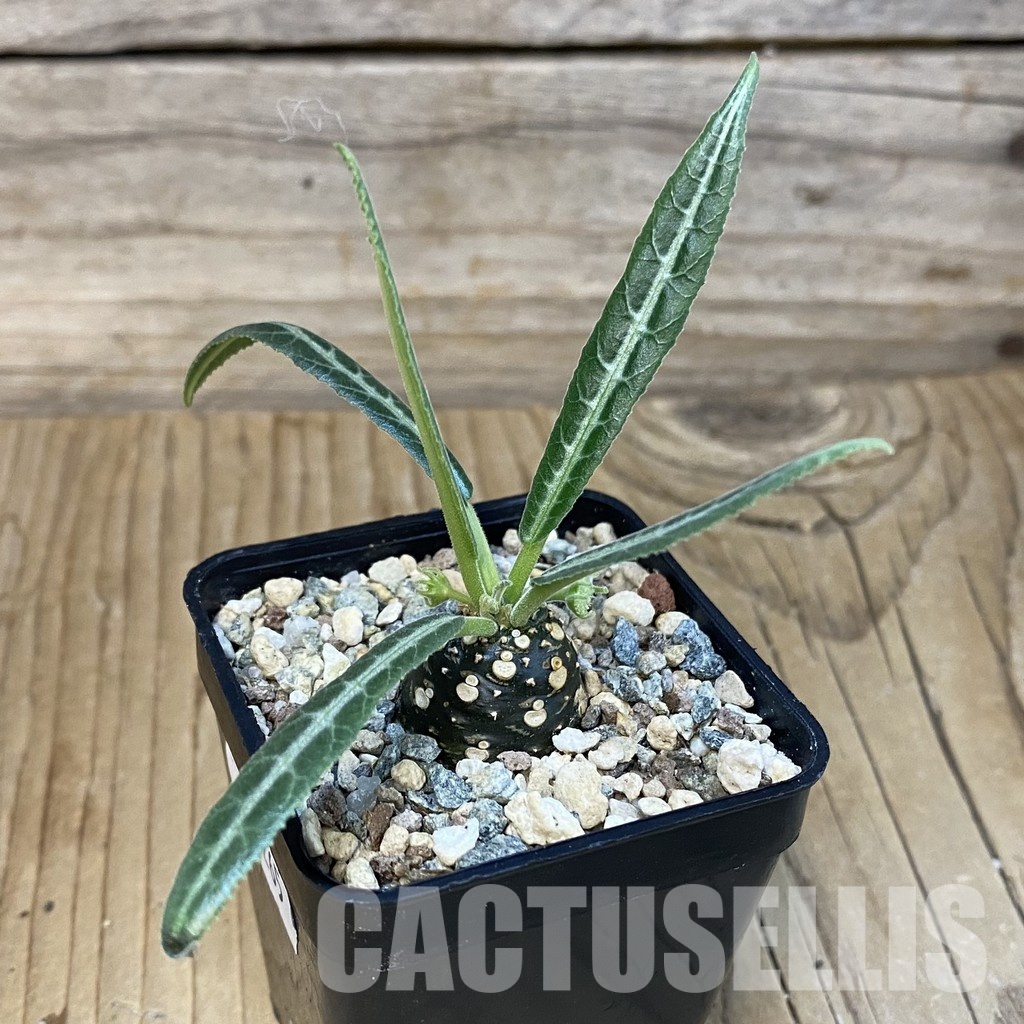 SH29265 Dorstenia lancifolia - Image 2