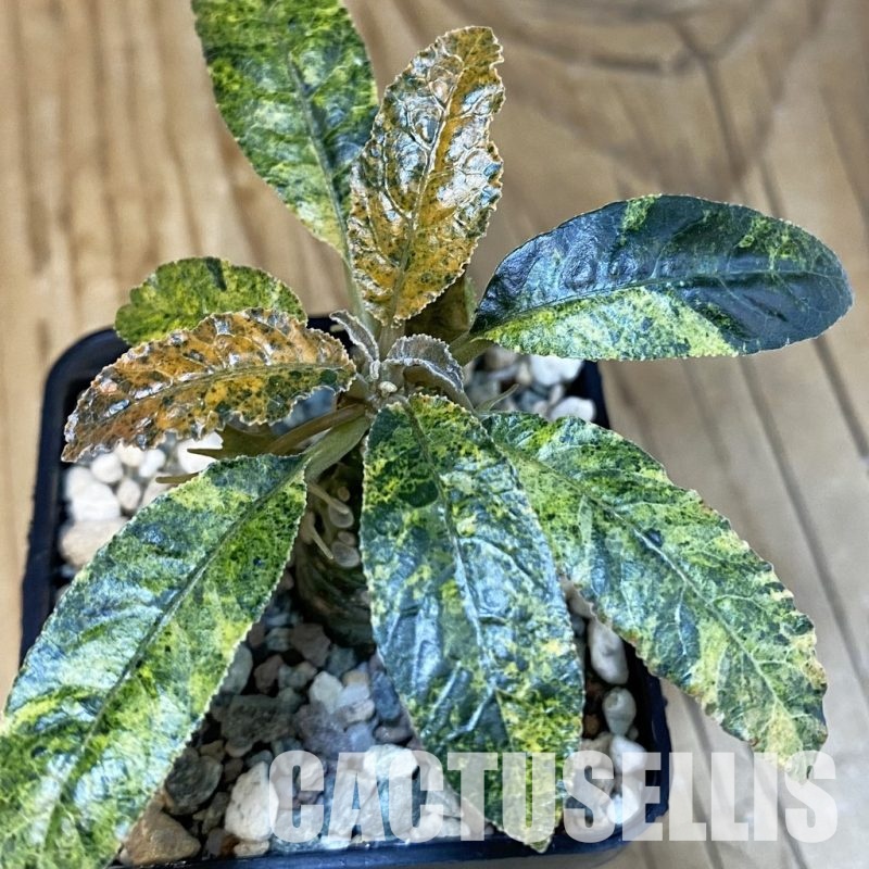 SH29266 Dorstenia hybrid f. variegata