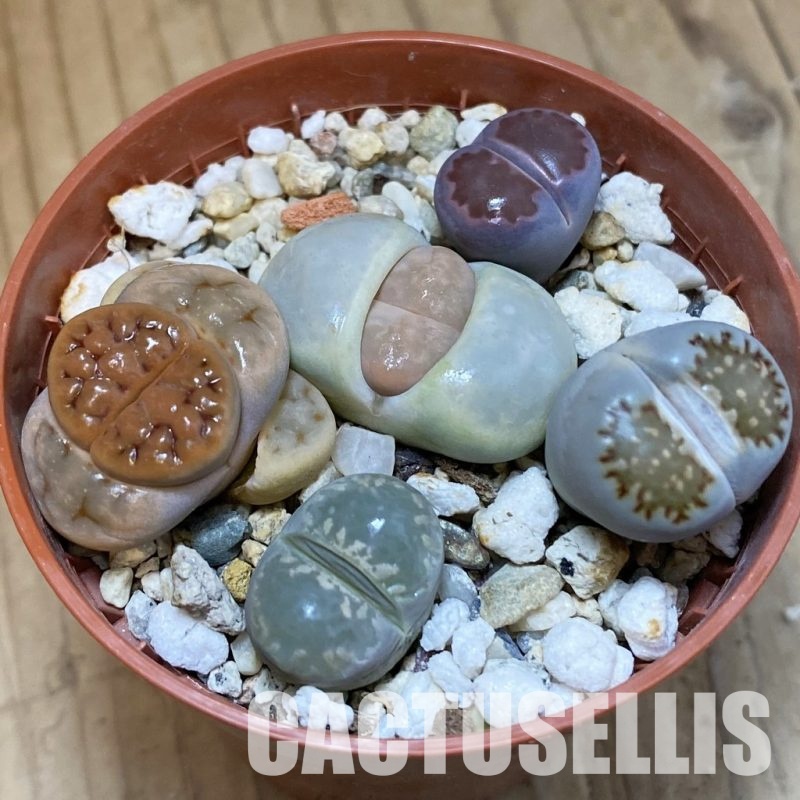 SH29212 Lithops mix