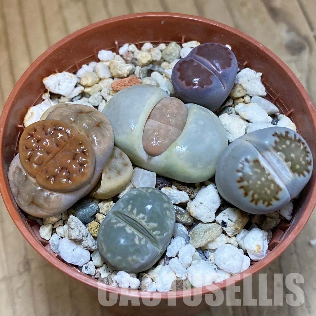 SH29212 Lithops mix