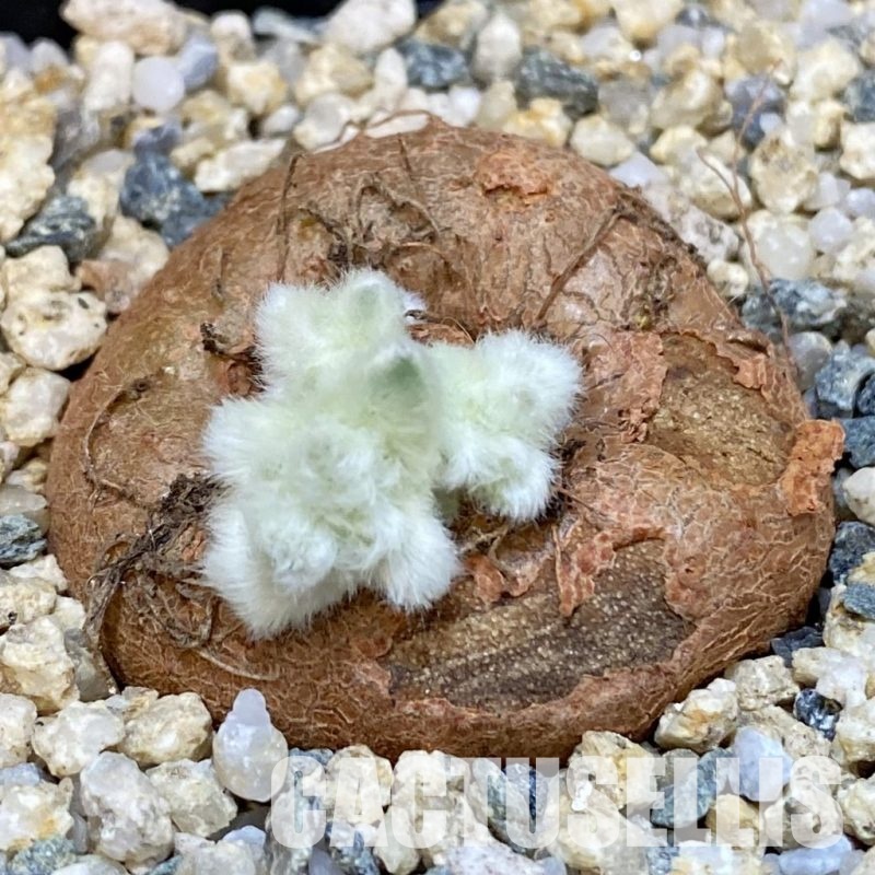 SH29267 Sinningia leucotricha