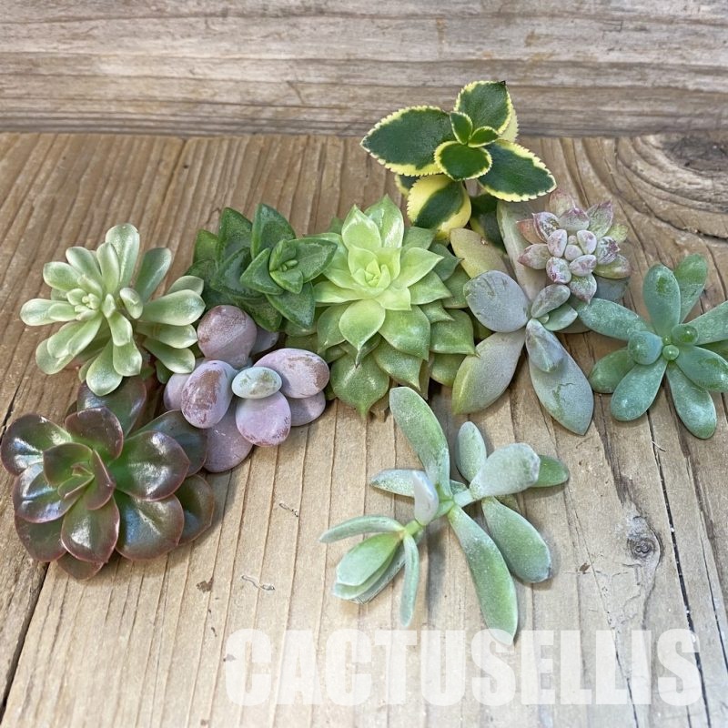 SH29269 Succulents mix, cuted