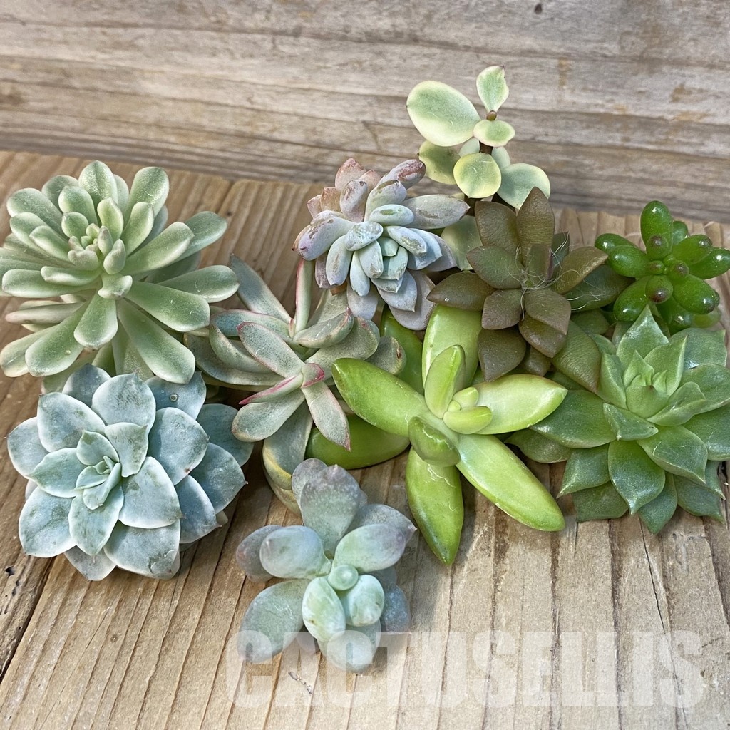 SH29270 Succulents mix, cuted