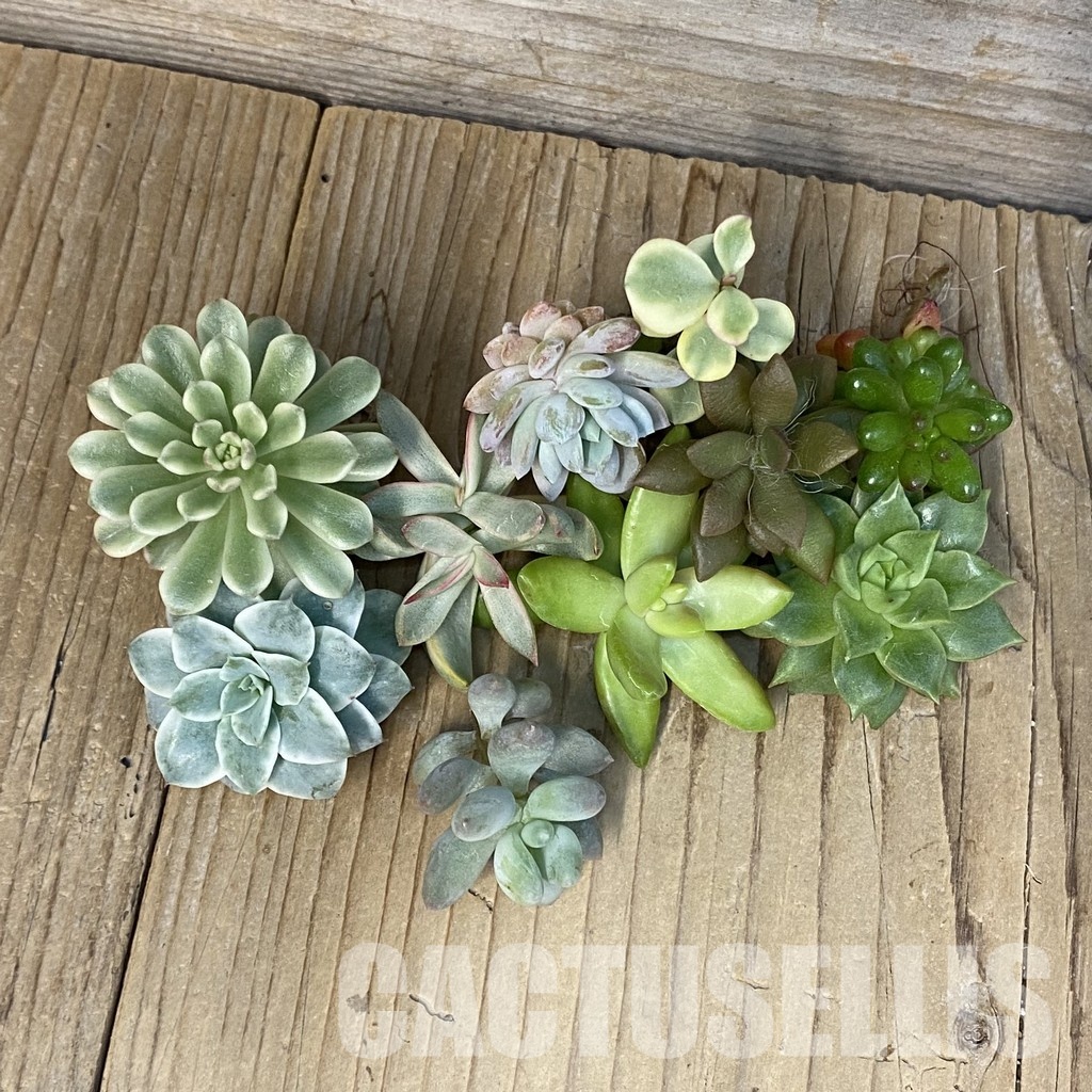SH29270 Succulents mix, cuted - Image 2