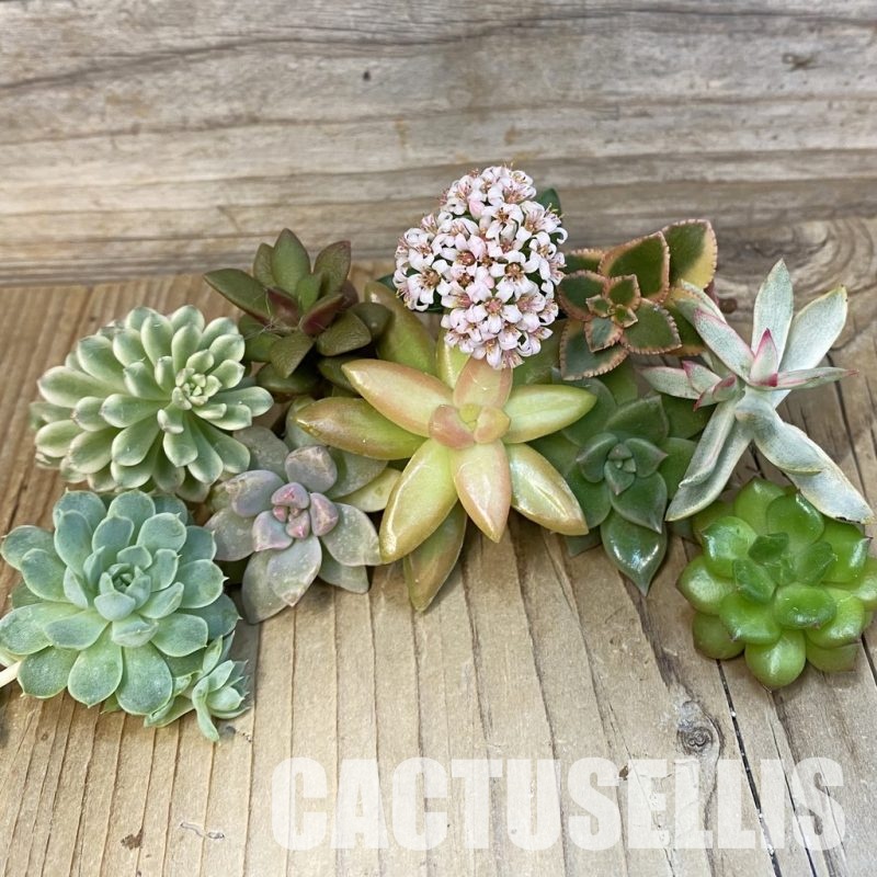 SH29271 Succulents mix, cuted