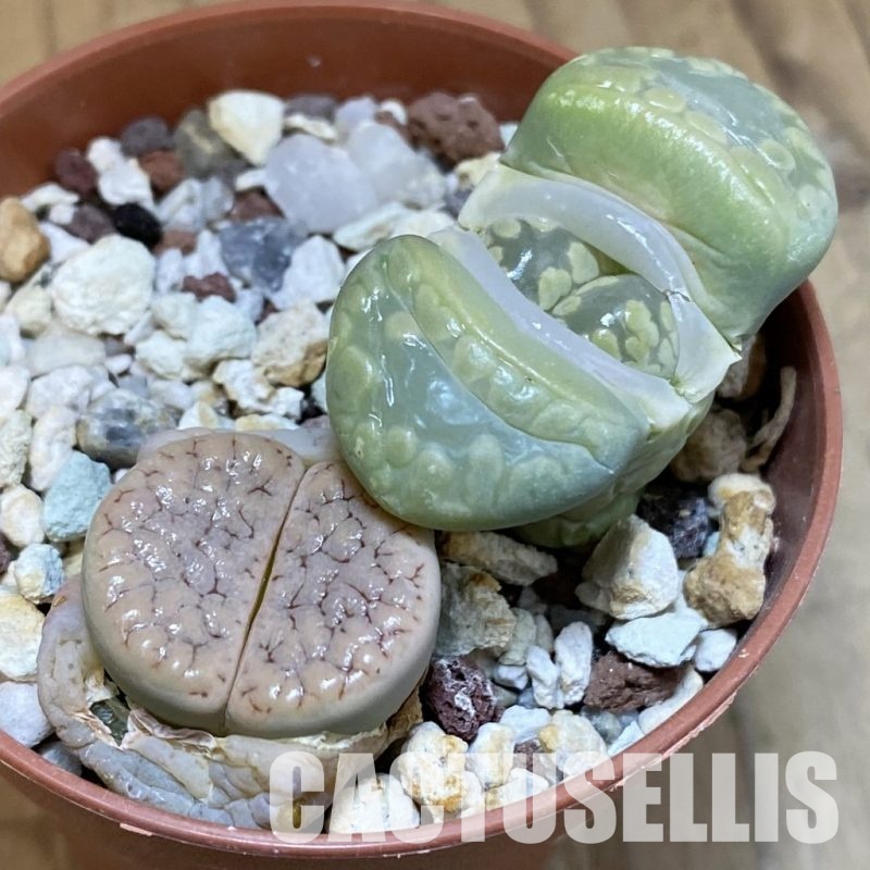 SH29213 Lithops mix