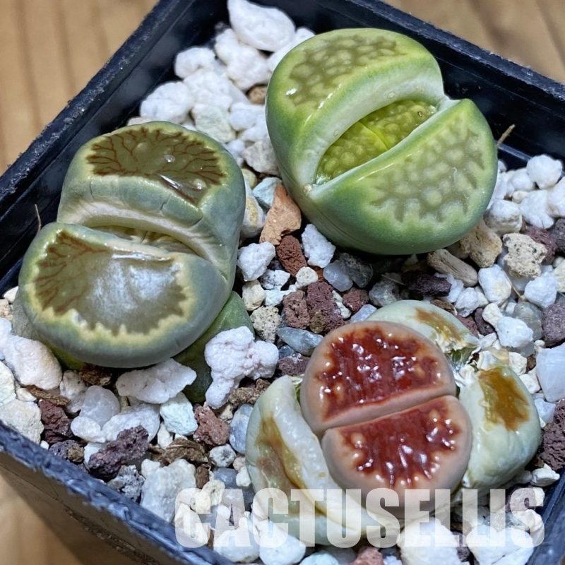 SH29214 Lithops mix