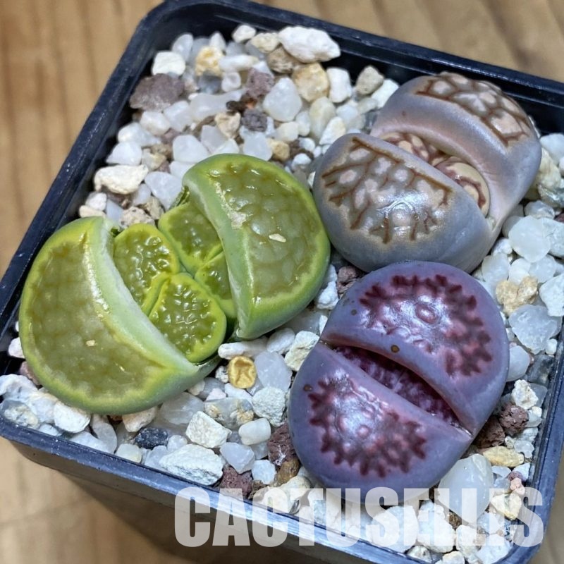 SH29215 Lithops mix