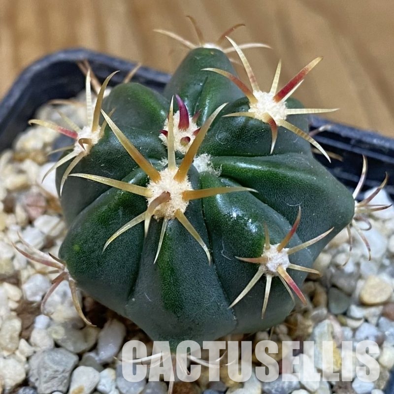 SH29217 Ferocactus latispinus