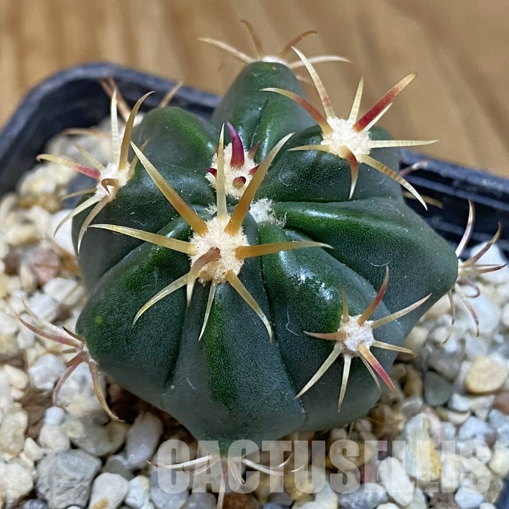 SH29217 Ferocactus latispinus