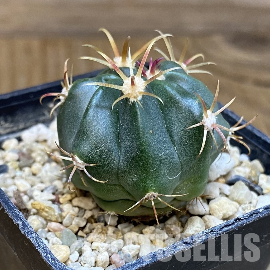 SH29217 Ferocactus latispinus – Bild 2