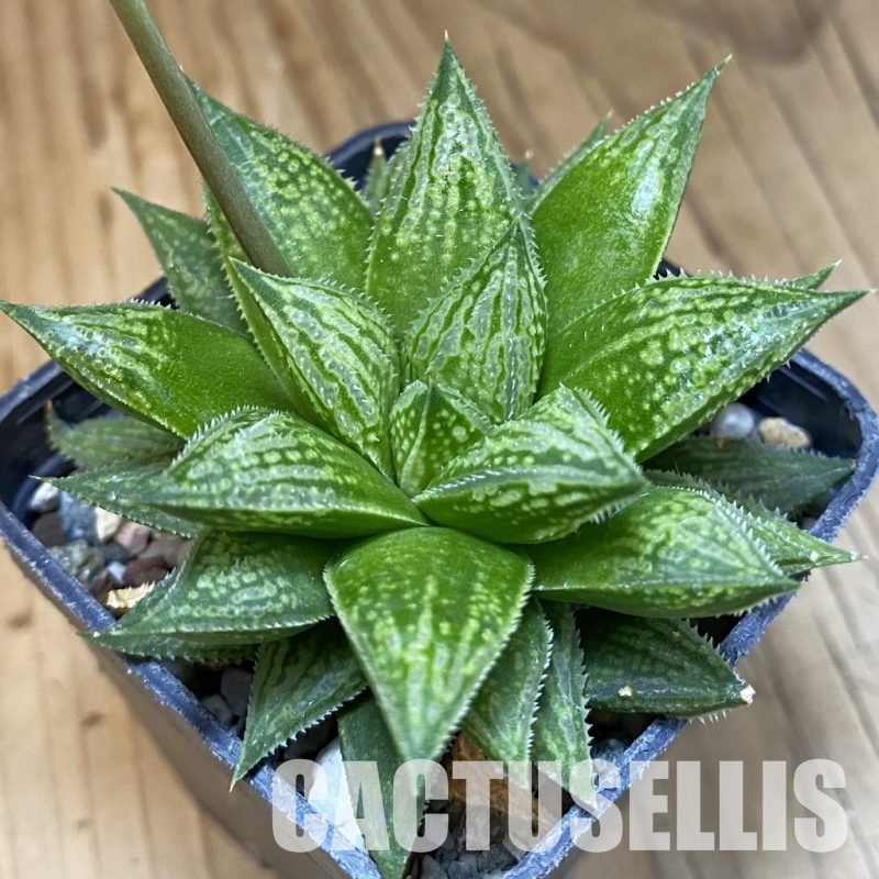 SH29218 Haworthia ‘Sugar Candy’ ES15643