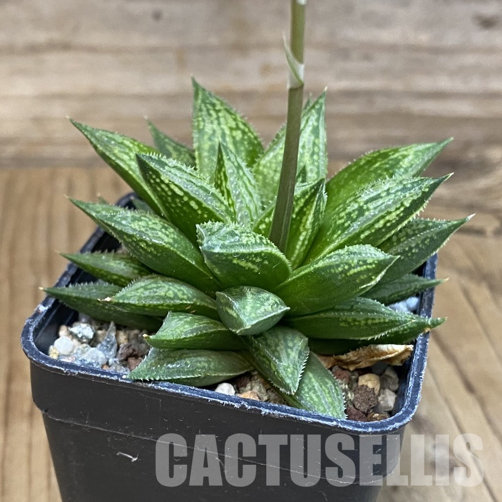 SH29218 Haworthia ‘Sugar Candy’ ES15643 – Bild 2