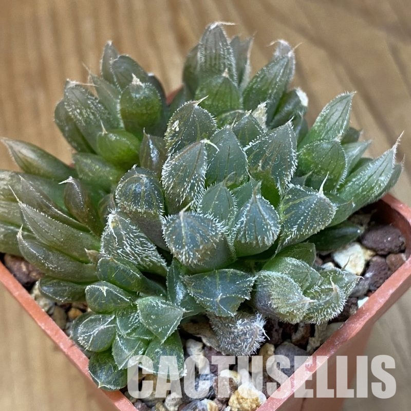 SH29219 Haworthia cooperi v. venusta