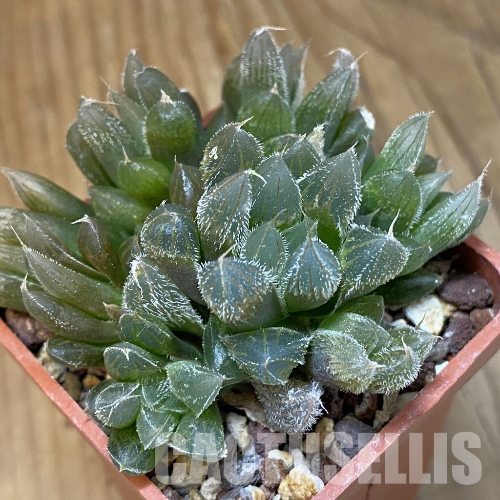 SH29219 Haworthia cooperi v. venusta