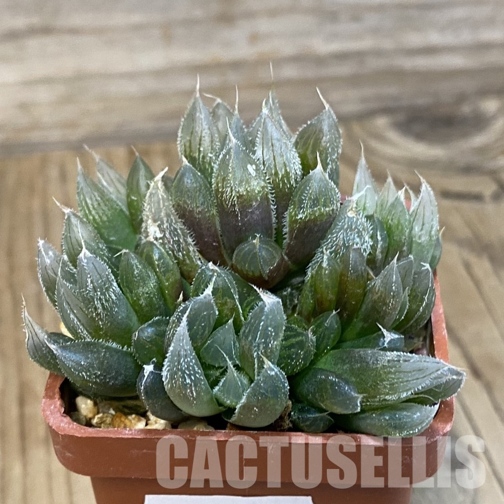 SH29219 Haworthia cooperi v. venusta - immagine 2